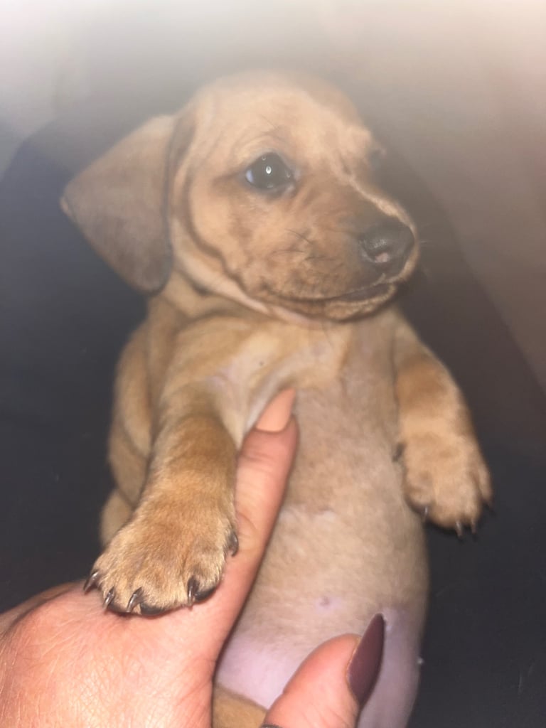 Mini dachshund puppies