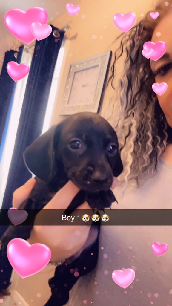 Beautiful miniature dachshunds 