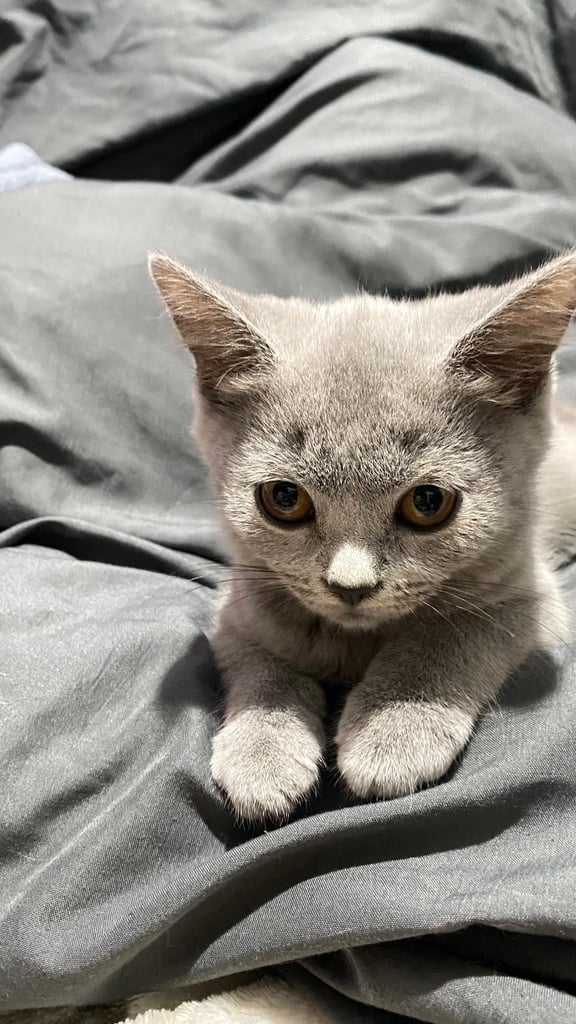 ✨Adorable British shorthair kittens ready to leave!✨