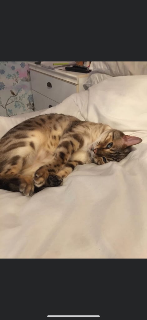 Beautiful Snow Bengal 