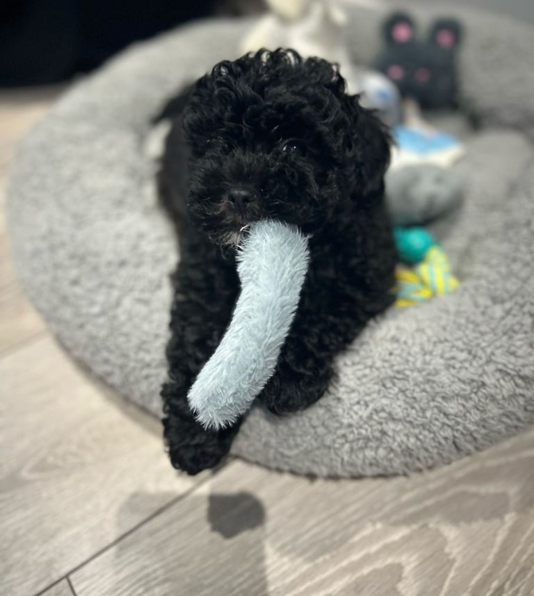 Shihpoo 