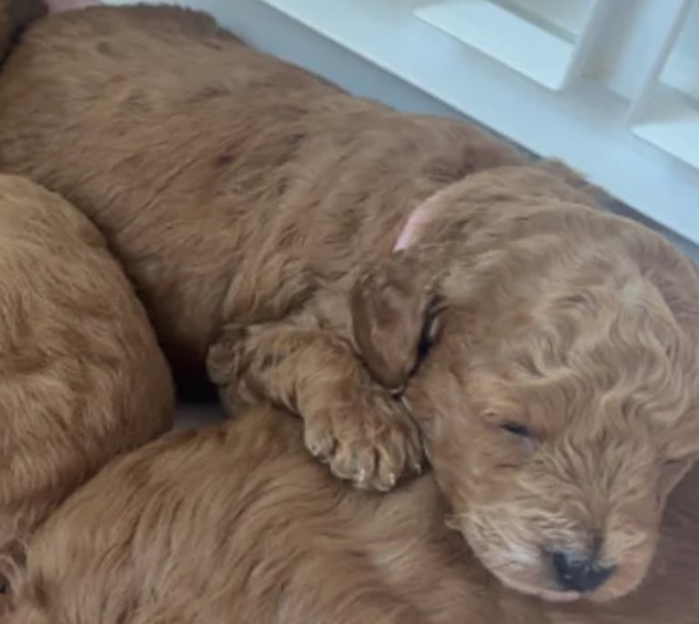 Beautiful f1b cockapoo puppies 