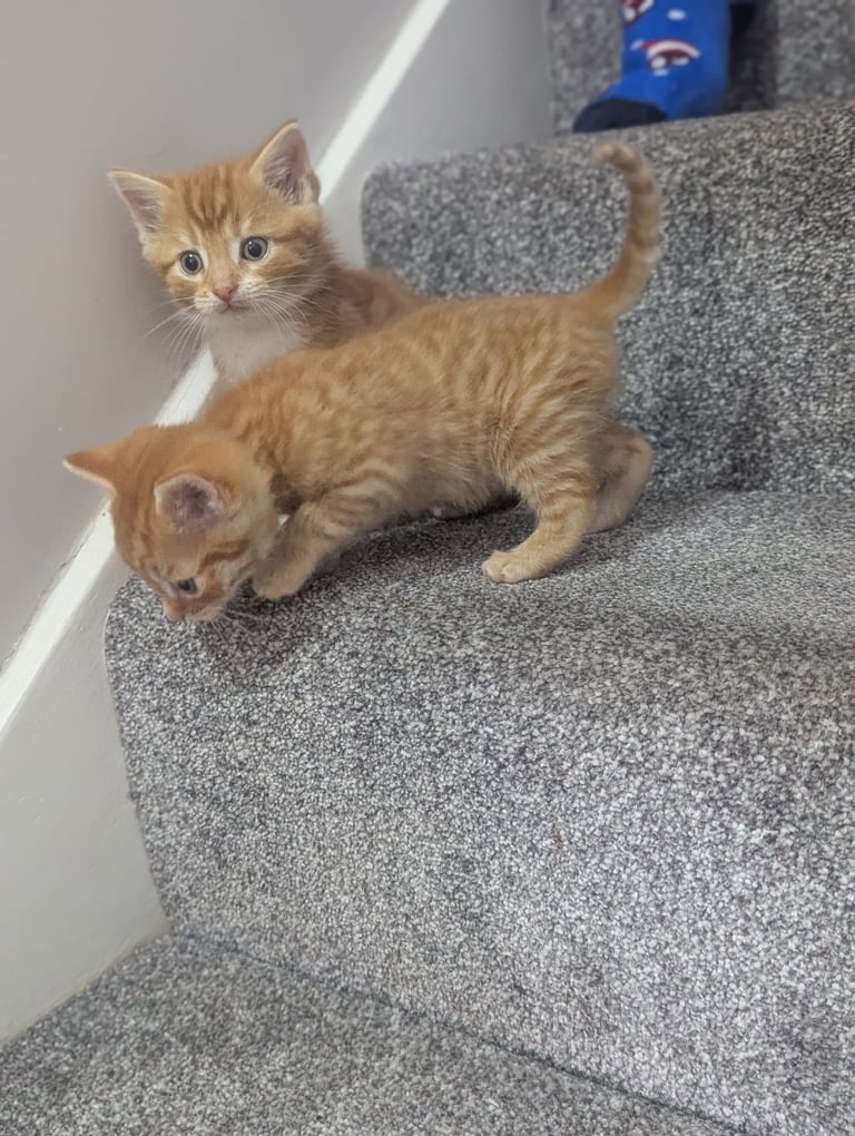 Two lovely ginger kittens 