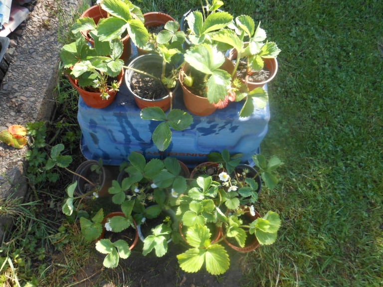 Strawberry Plants 5 Pots for £5 or 12 for £10 | in Donnington ...