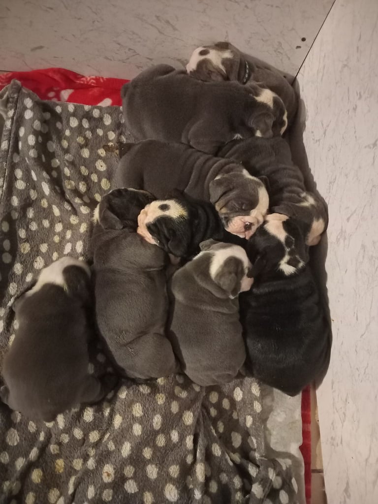 English bulldog puppies 