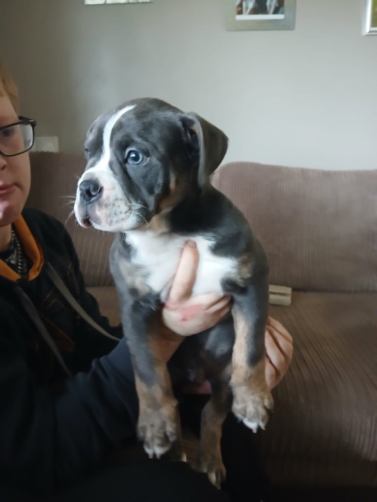 Olde English Bulldogmale left all sold