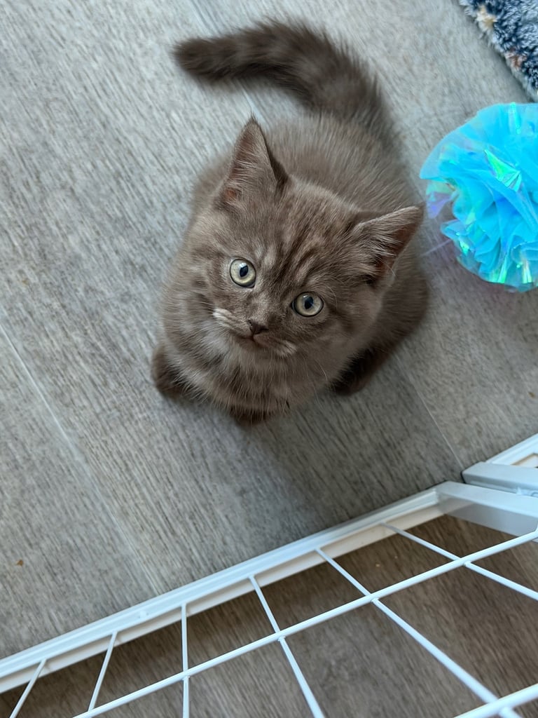 British short hair kittens 