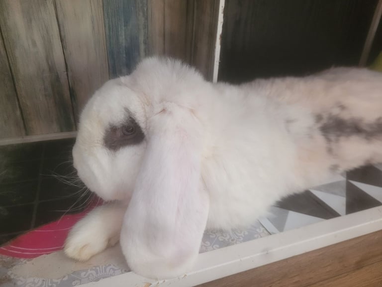 Rabbit less than 3 years old