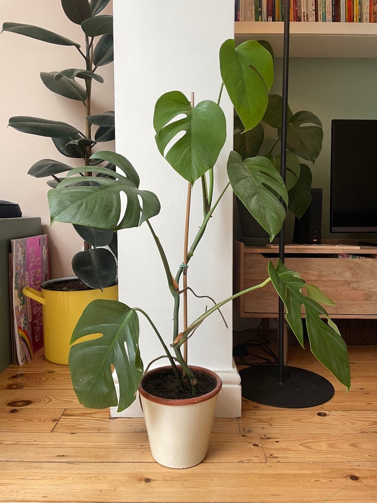 image for Monstera