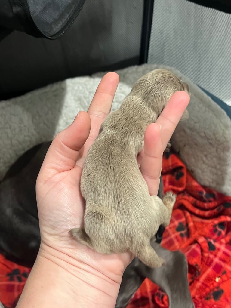 Dachshund miniature puppies 