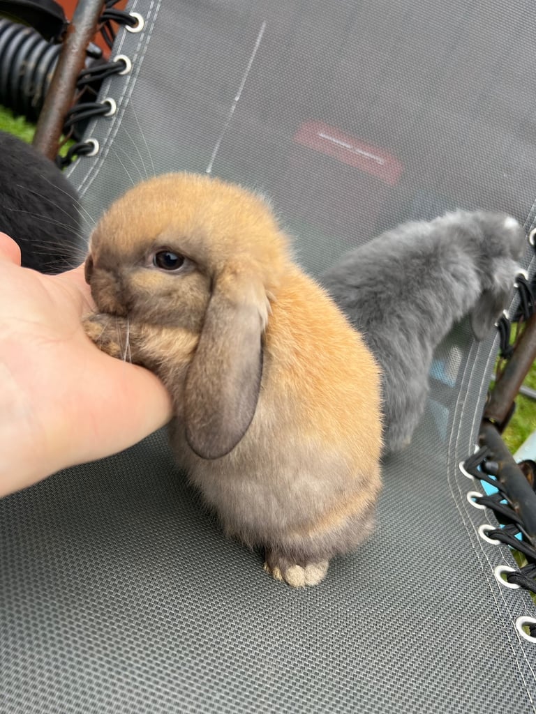 image for 2 wee lovely boys 