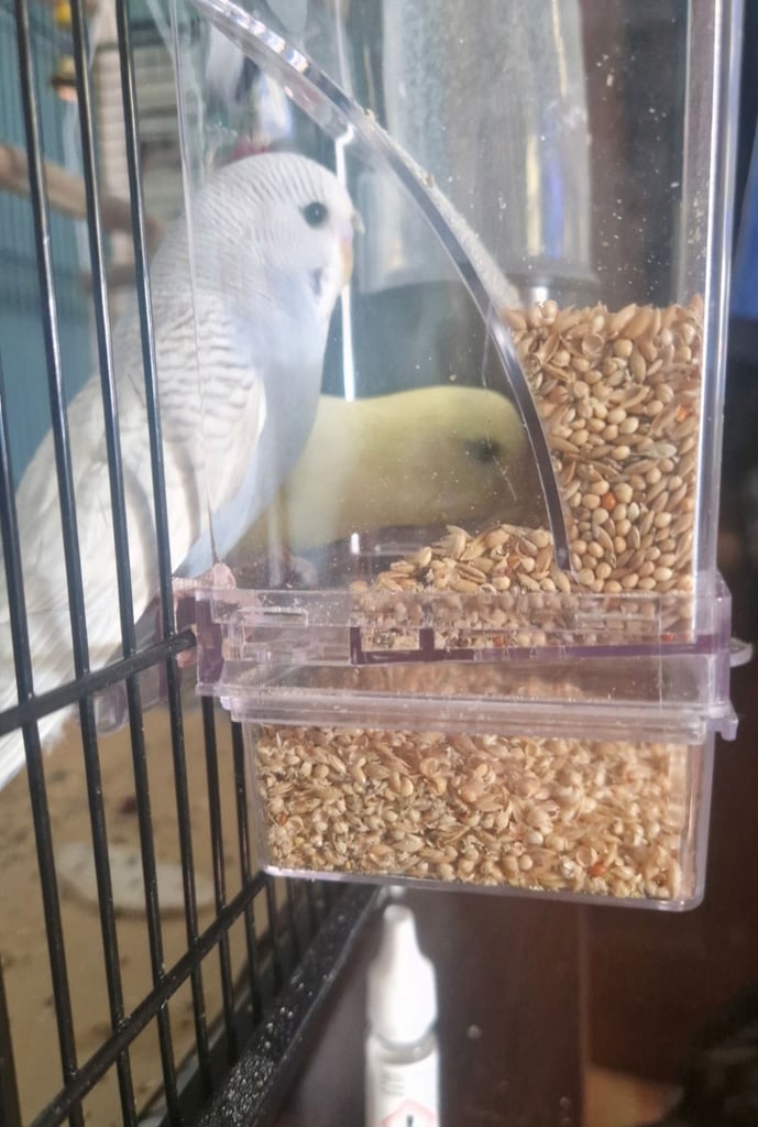 Pair of budgies and large cage