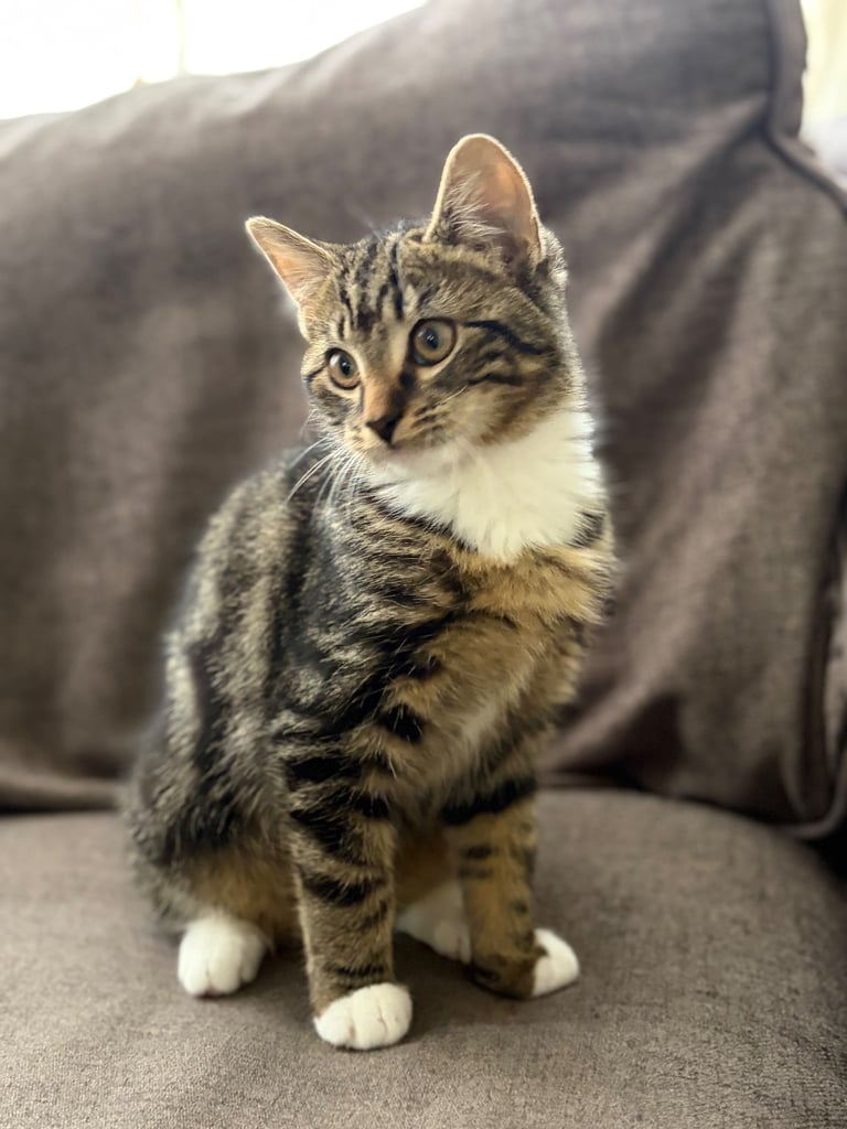 Kitten boy