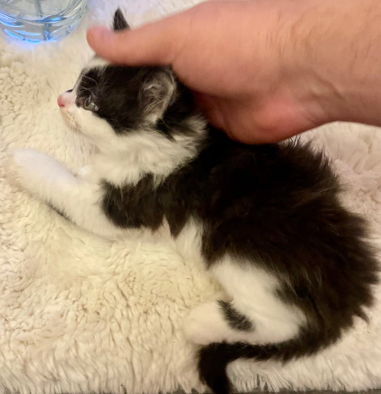 Turkish black and white angora kitten 