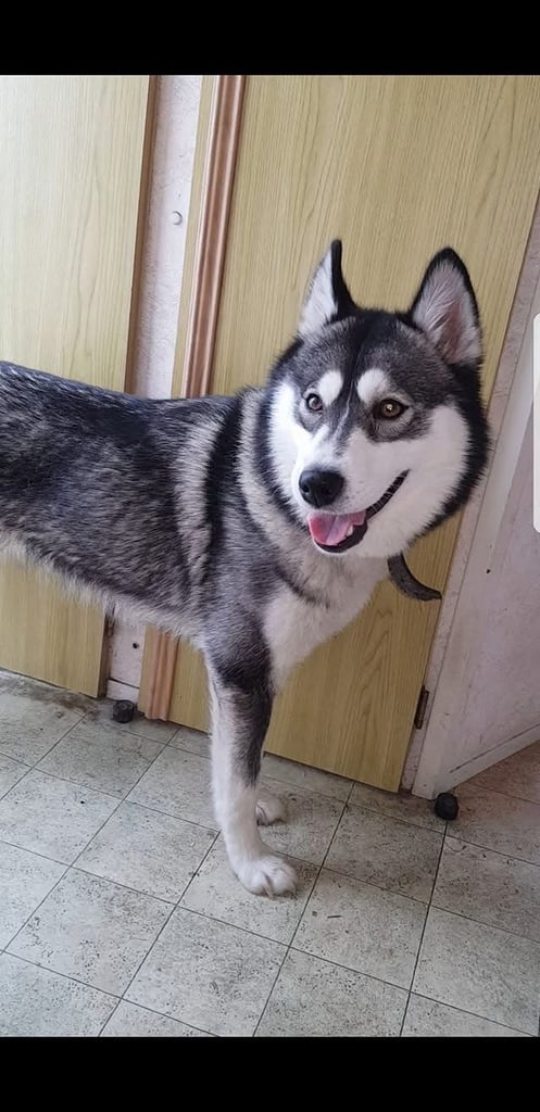 Husky 