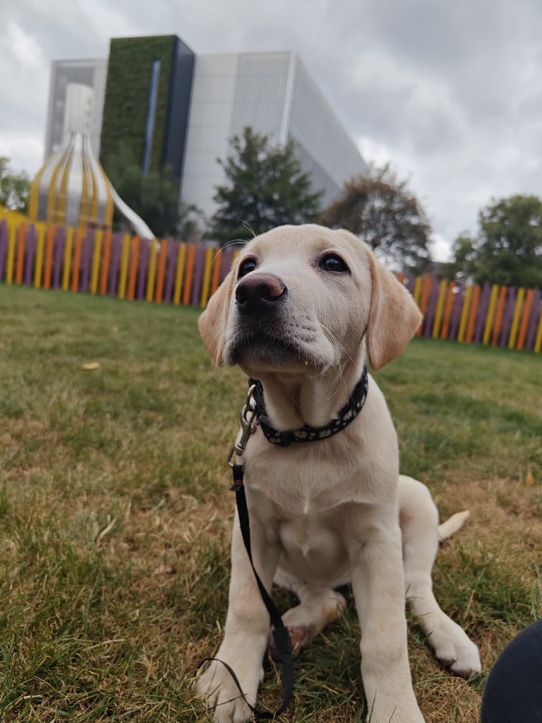 Beautiful Labrador puppy 🐶 
