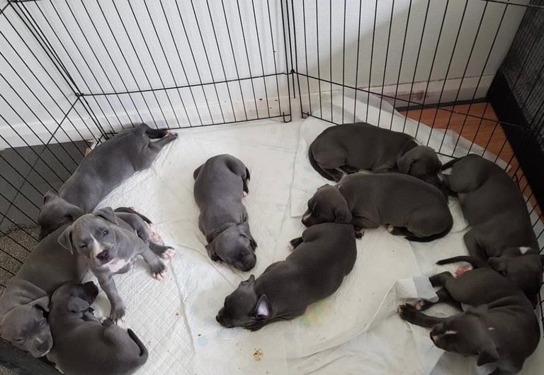 Blue Staffordshire bull terrier puppies 