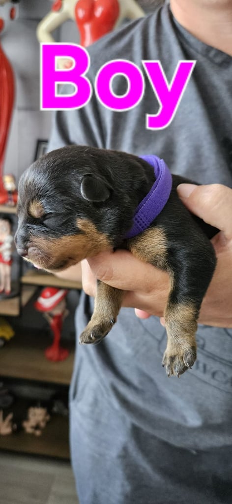 Rottweiler puppies