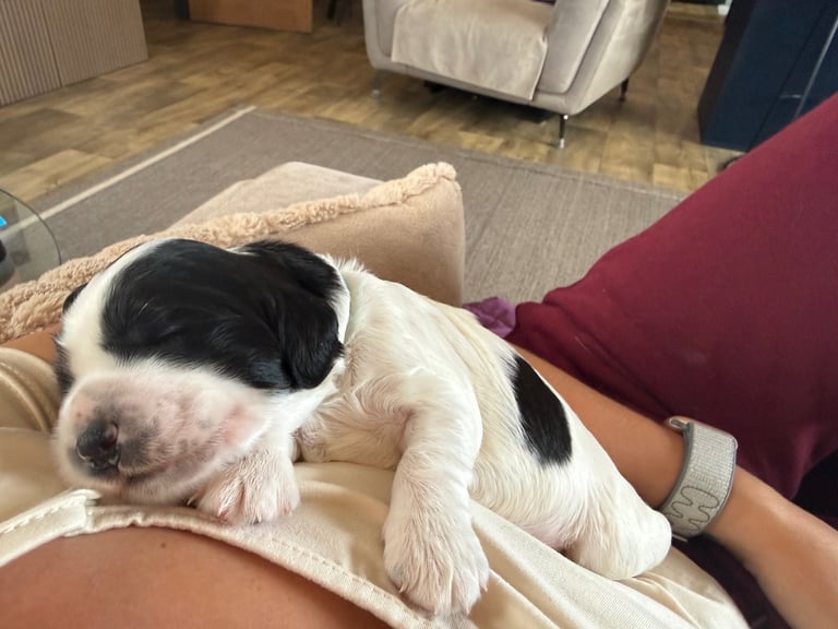 image for Beautiful chunky sprocker pups 