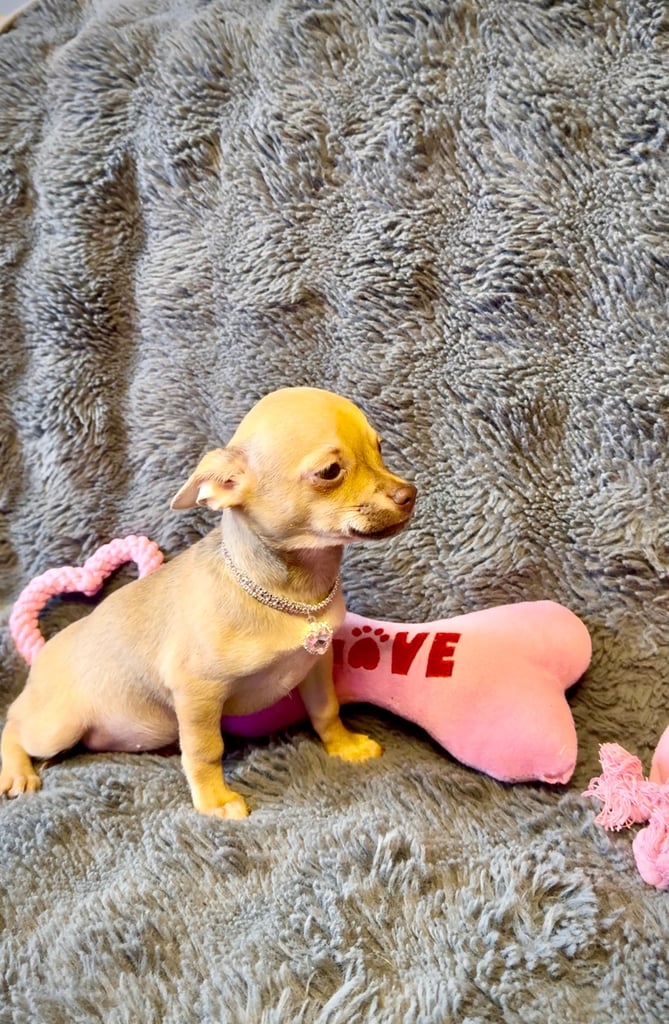 Beautiful chihuahua puppies 