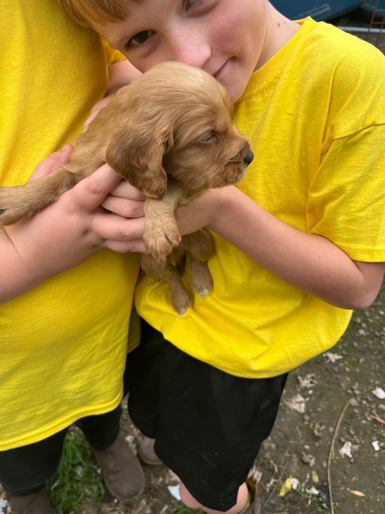 Cocker spaniel puppies 