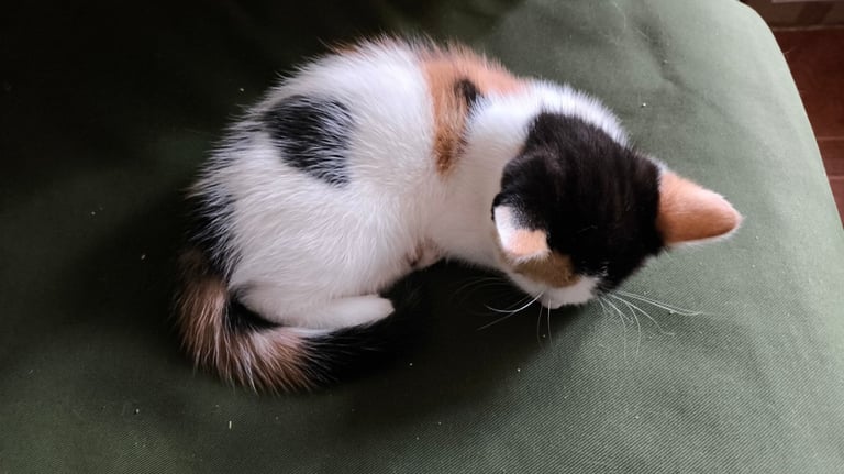 Kittens For Sale Oriental Shorthair Cost Blue Oriental Cat Best Sale - Main Image