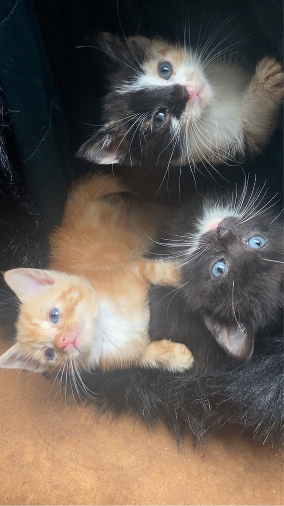 KITTENS FOR SALE 