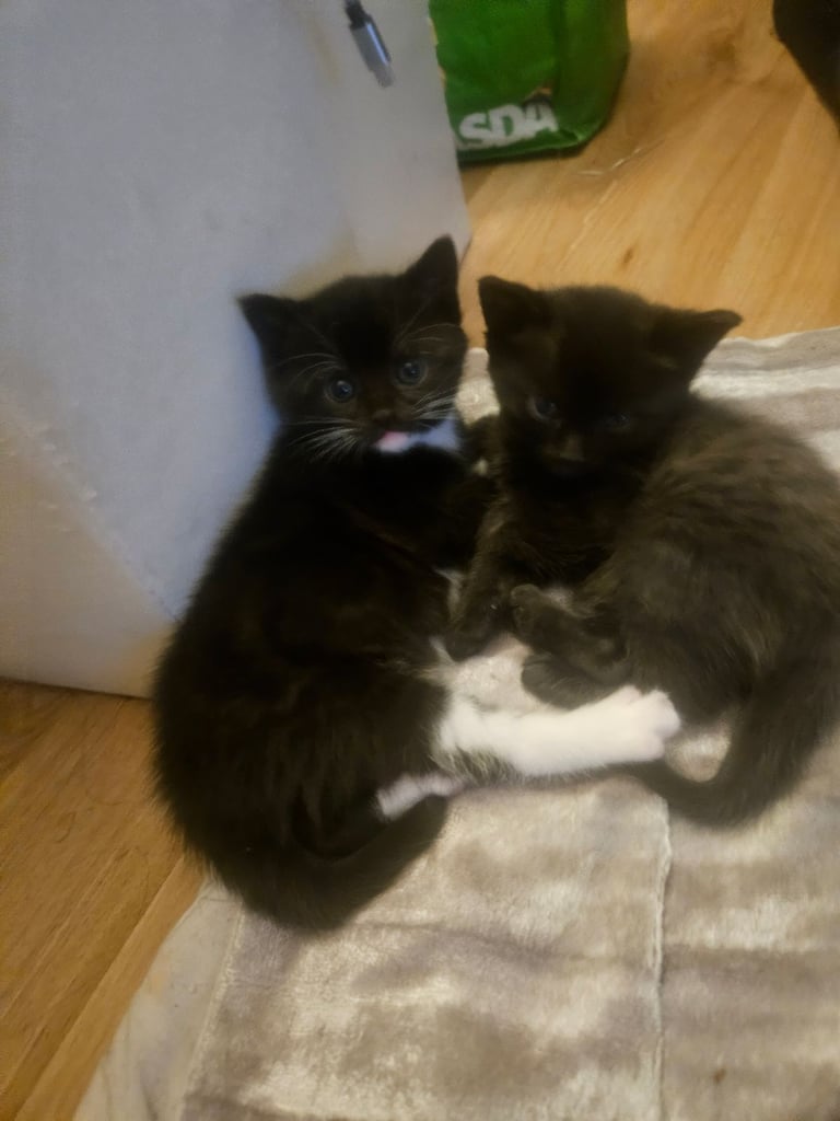 2 kittens available. 