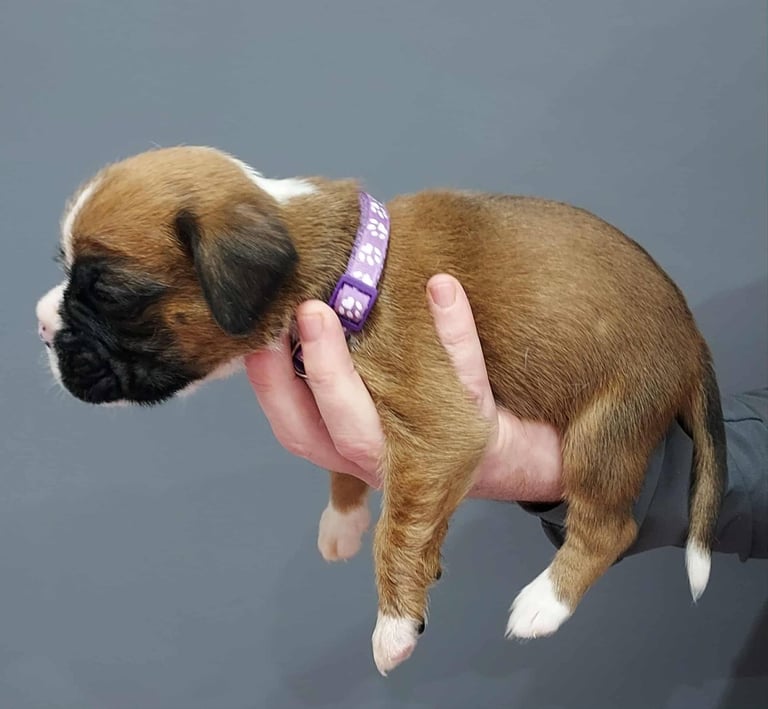 Boxer puppies 
