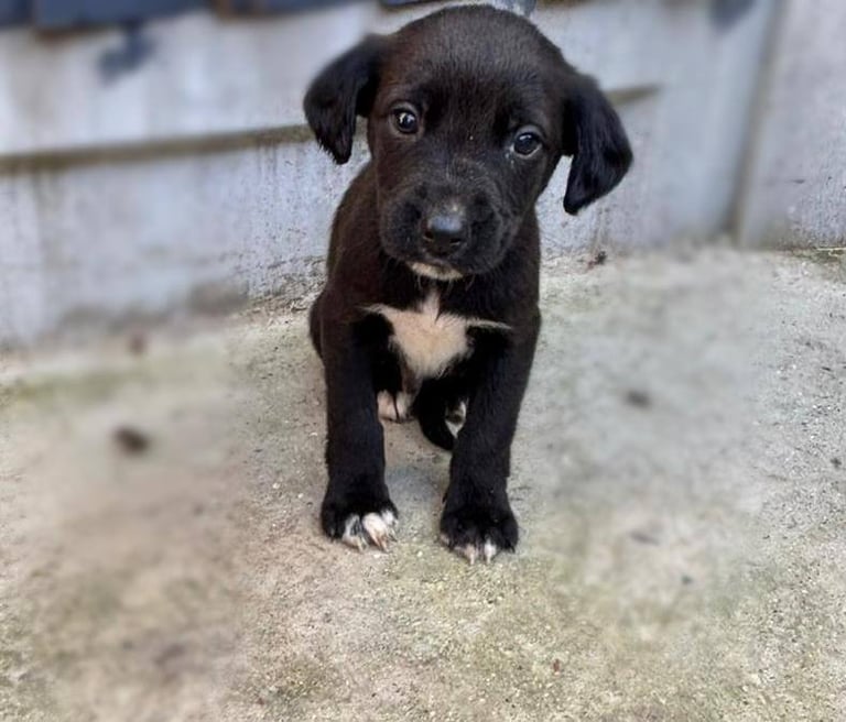 Cocker Spaniel Puppies 