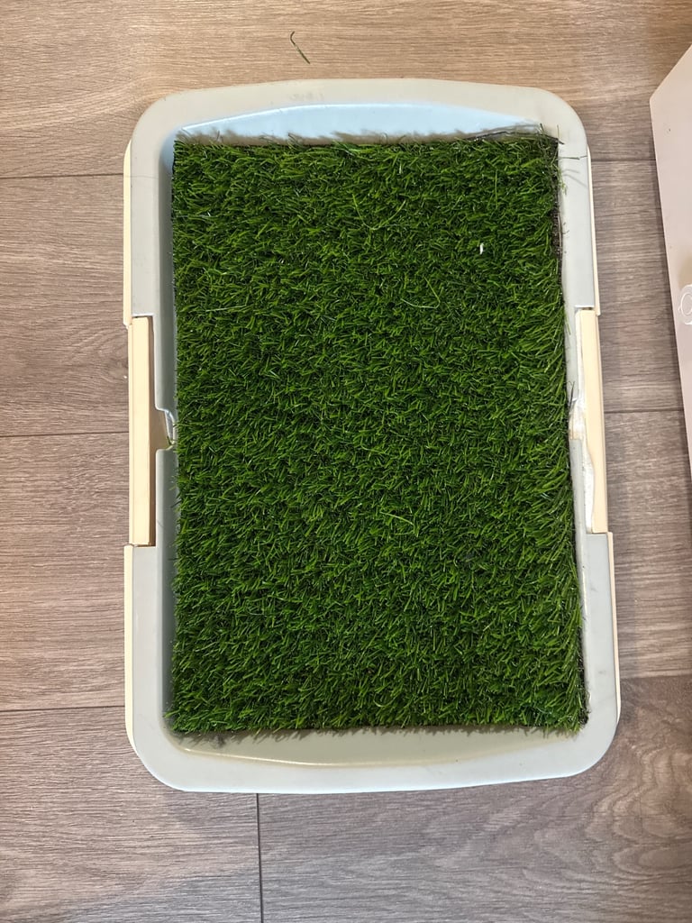 Cavapoo F1B + Extras