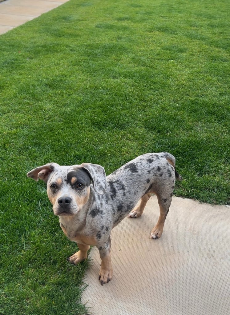 French Weiner