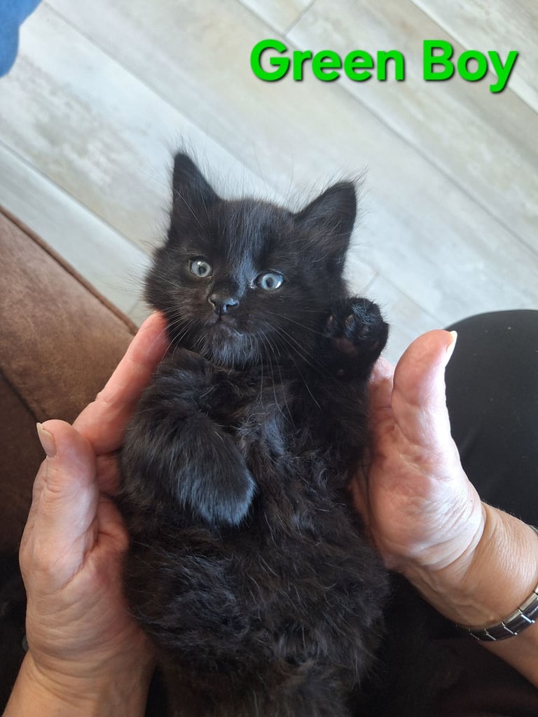 ** ALL RESERVED **5 fluffy black kittens with hints of grey