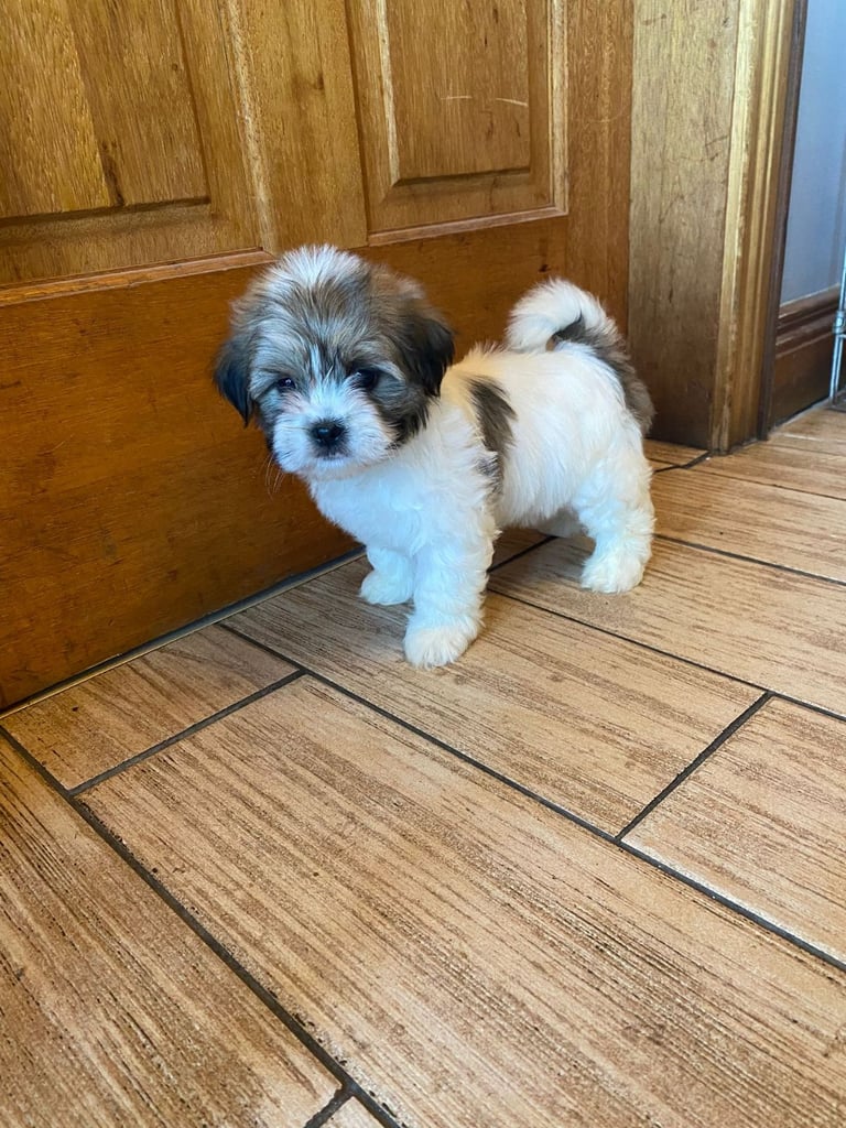 Lhasa apso pups 