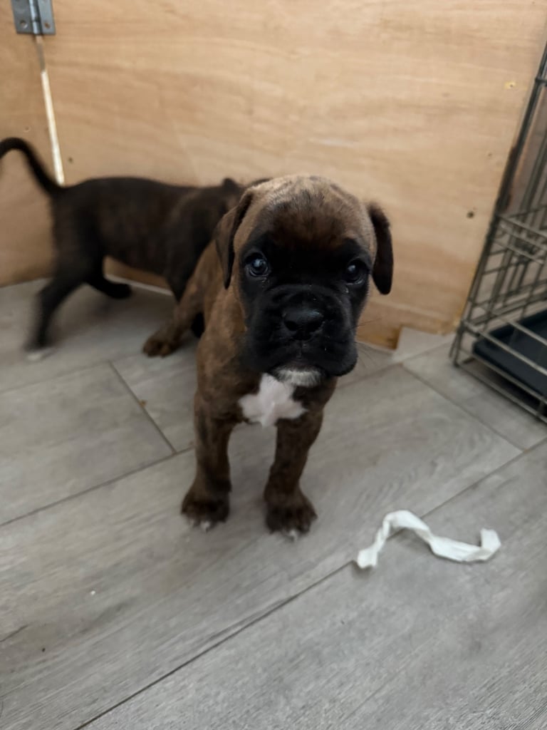 KC Boxer puppies - bobtail & longtail 🐶🩷💙