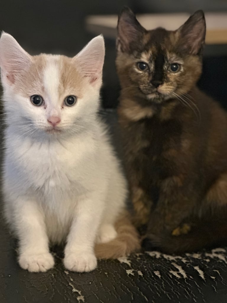 We have two beautiful kittens ready to go to loving homes!