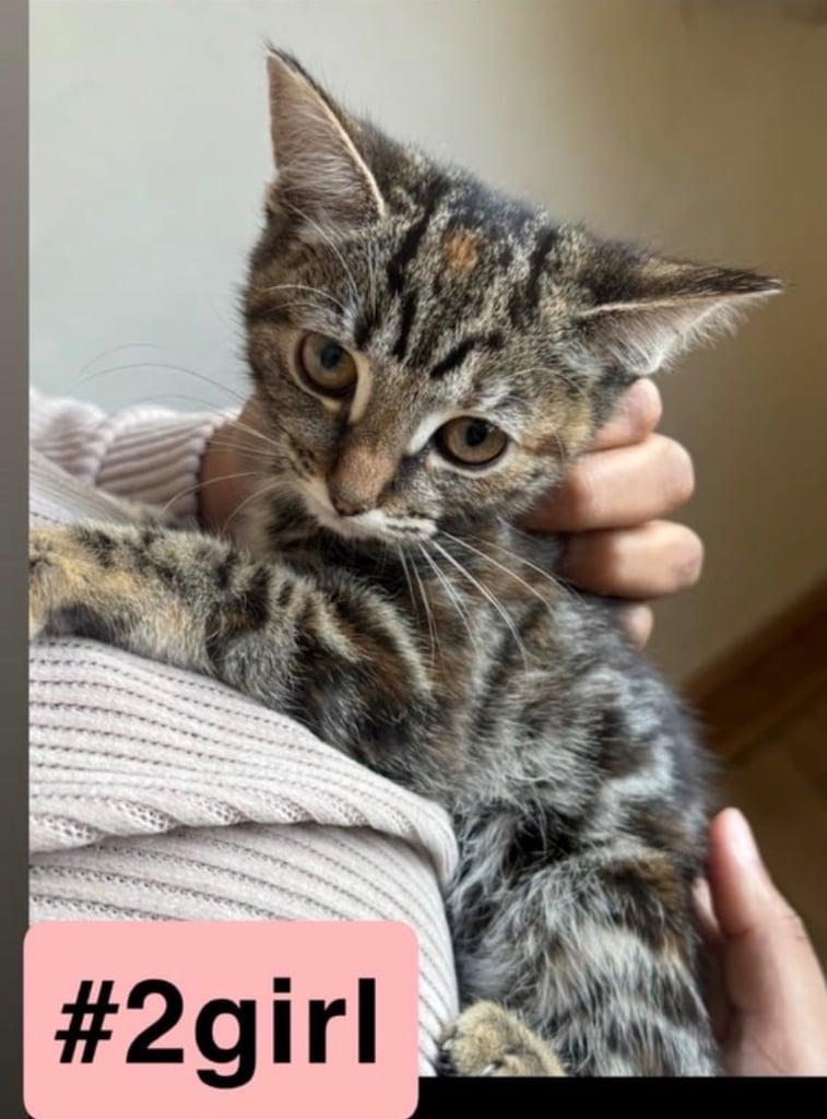 Beautiful kittens/cat ready for a loving home 