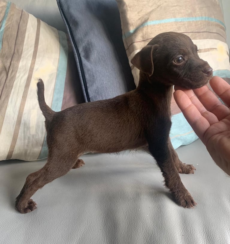 Gumtree patterdale orders puppies