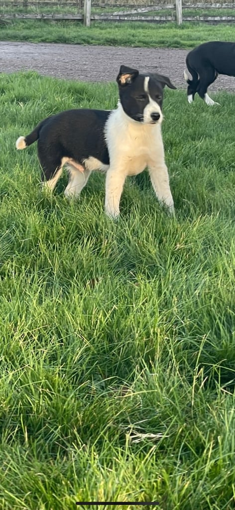 Border collie puppies 