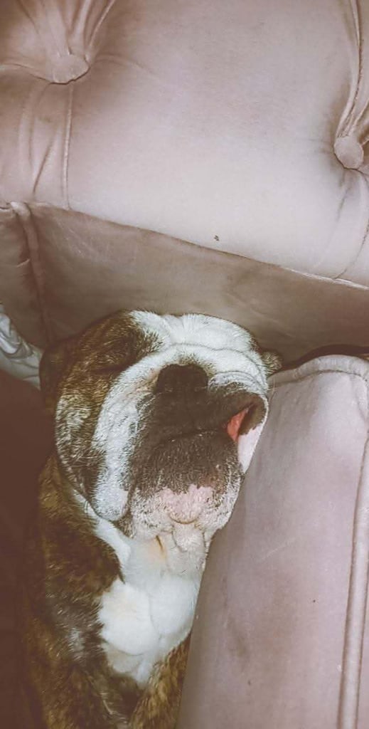 Kc English bulldog 
