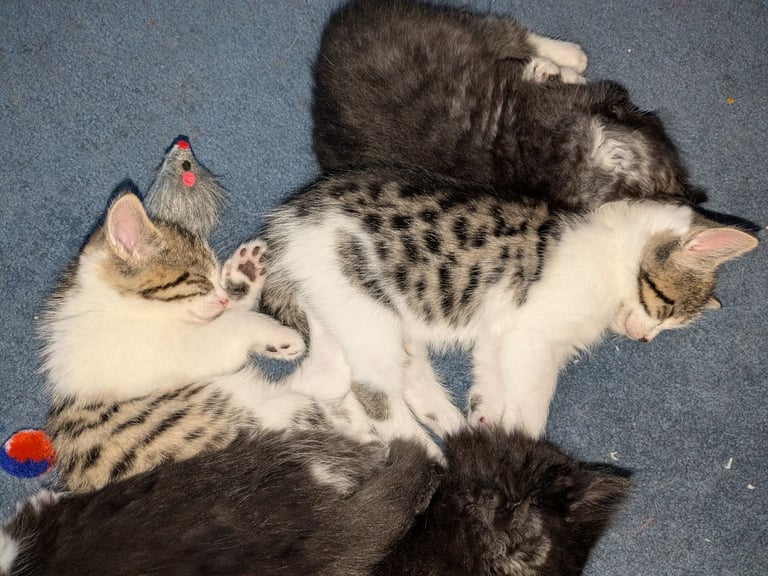 Maine Coon Cross Kittens 
