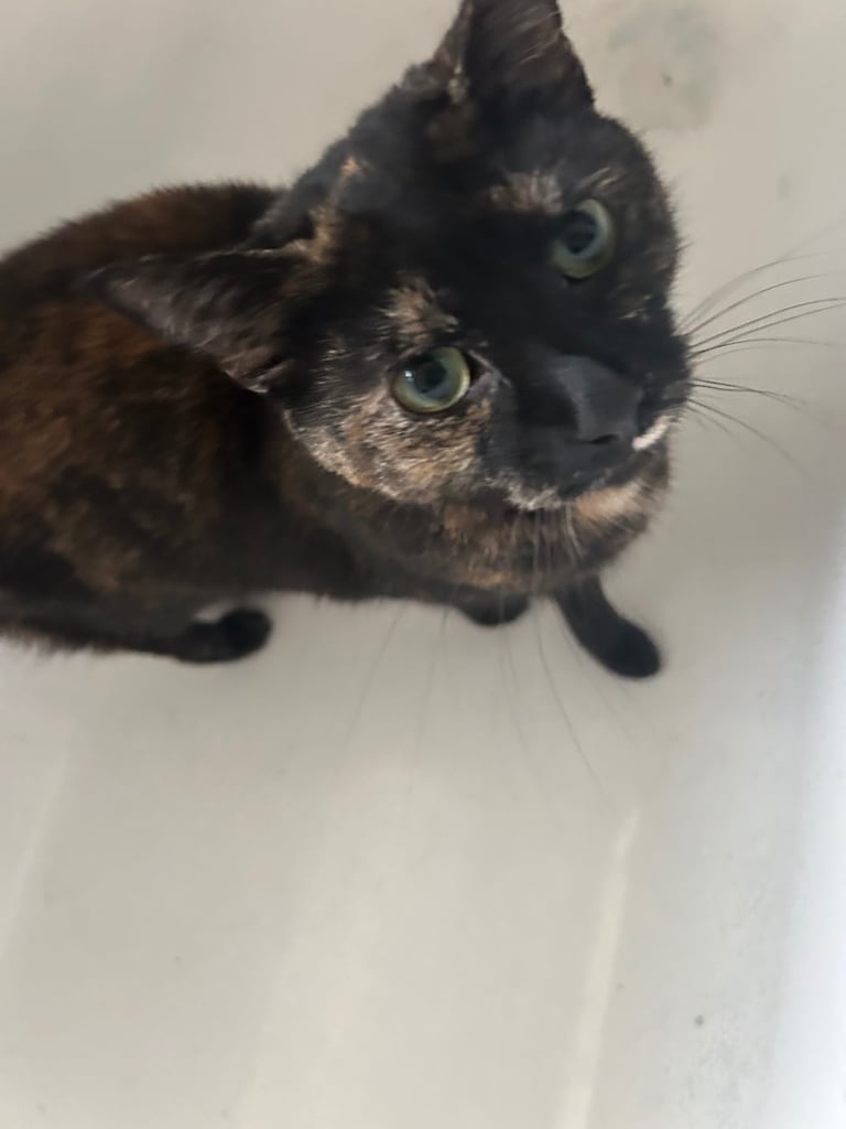 Female Domestic short haired tabby cat