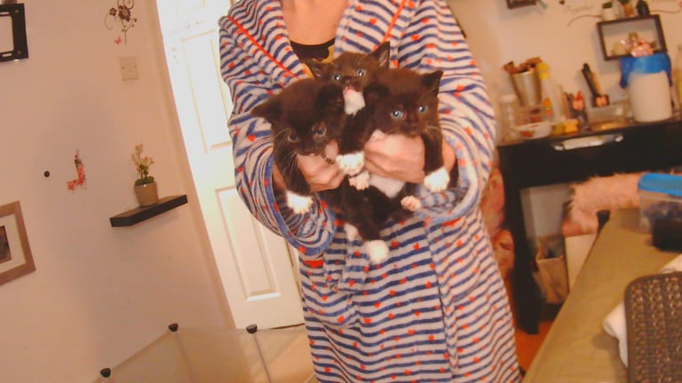 image for kittens 