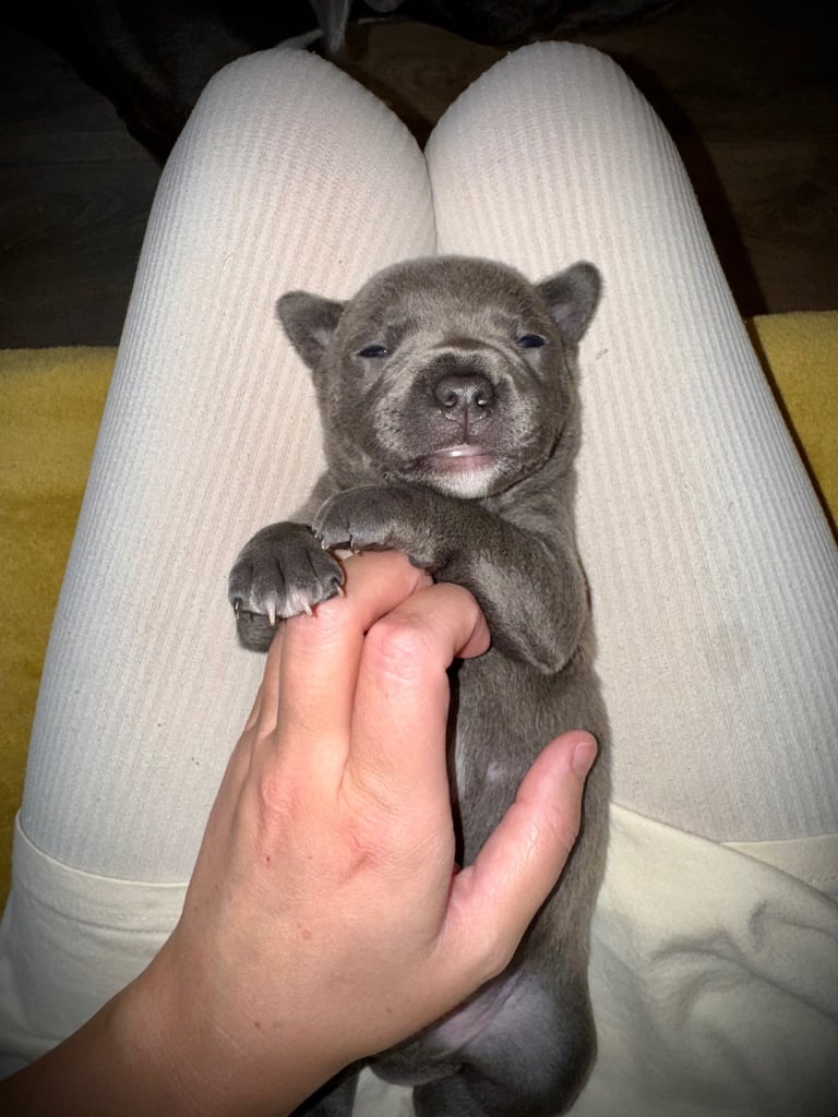 Staffordshire Bull Terrier Puppies