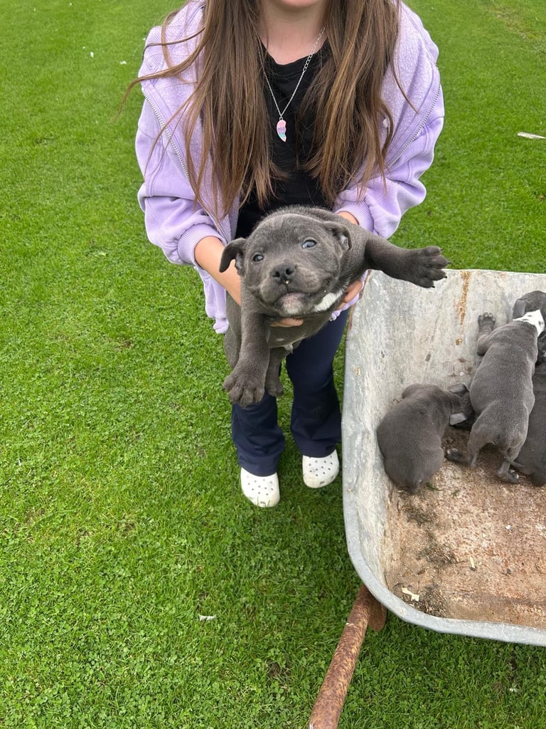 Blue Staffordshire Bull Terrier Puppies 