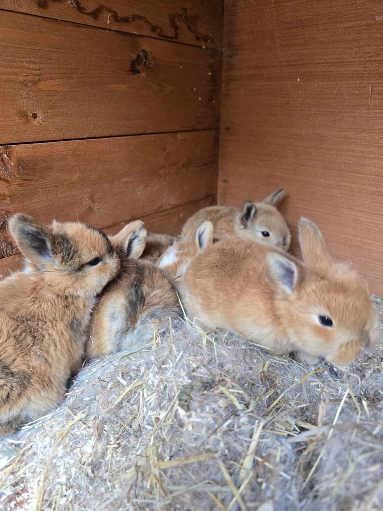 Baby Rabbits Available from 17th Nov 
