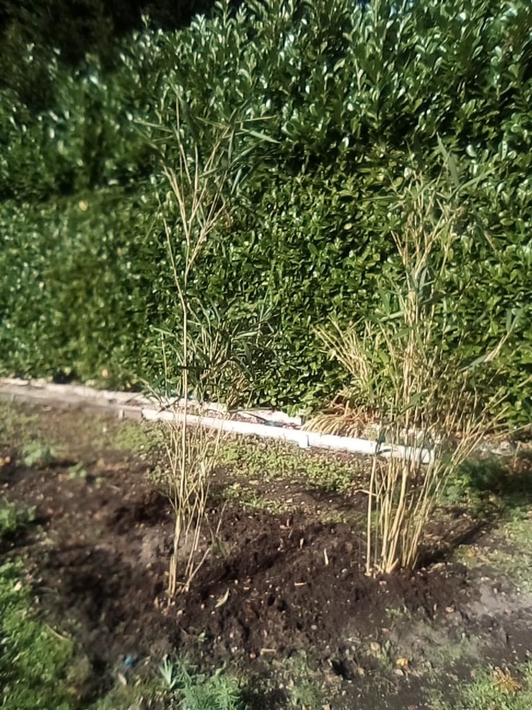 Tall mature bamboo plants - £10 each.