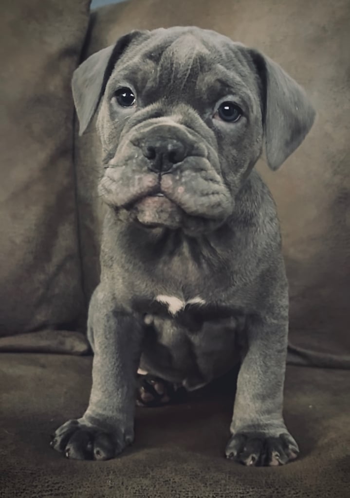 Olde English Bulldogge Puppies For Sale
