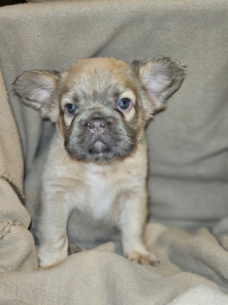 Fluffy frenchbulldog puppies Ready to leave now ❤️