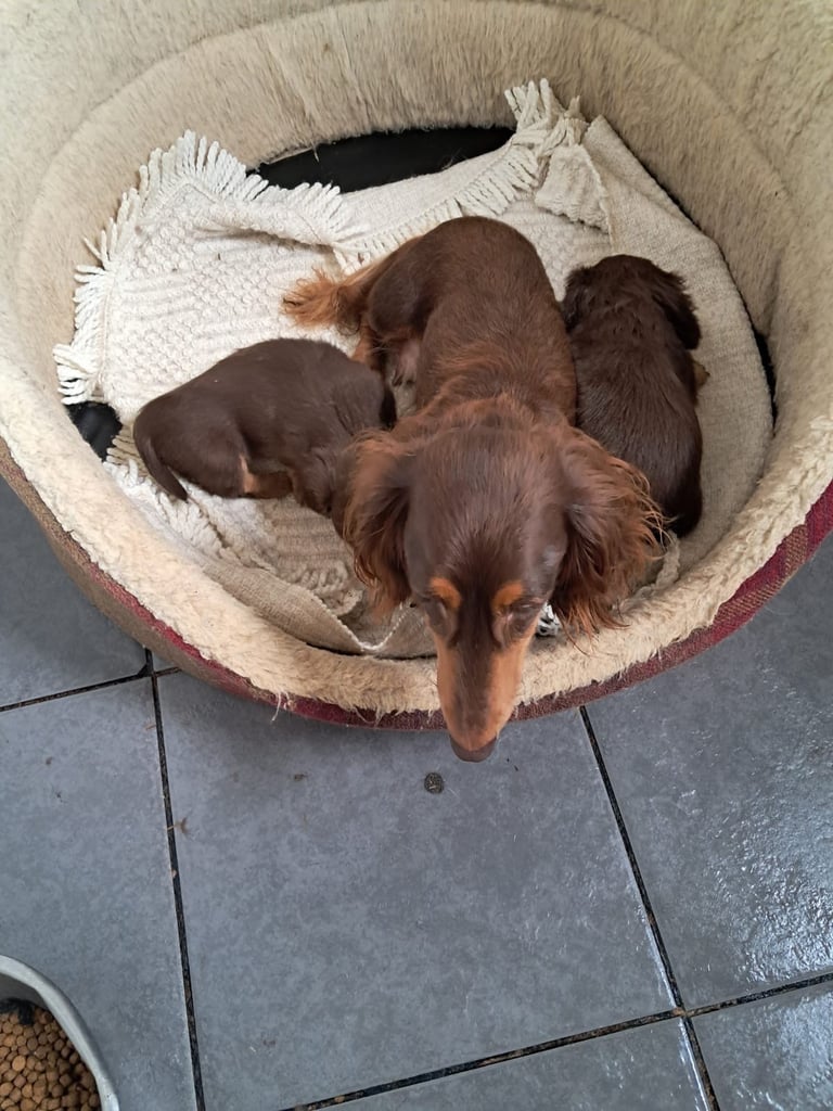 Beautiful dachshund long haired pup